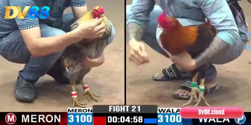 Đá Gà DV88: Trải Nghiệm Đấu Trường Kịch Tính Như Thật 3 Đá gà cựa dao, cựa sắt